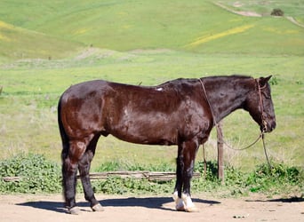 Quarter horse américain, Hongre, 13 Ans, 147 cm, Noir