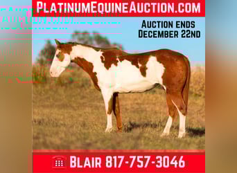 Quarter horse américain, Hongre, 13 Ans, 147 cm, Overo-toutes couleurs