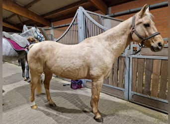 Quarter horse américain, Hongre, 13 Ans, 147 cm, Palomino