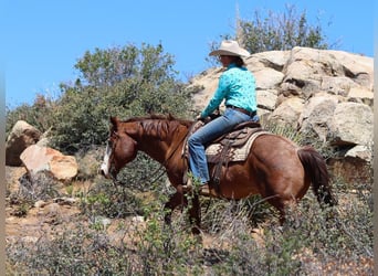 Quarter horse américain, Hongre, 13 Ans, 147 cm, Rouan Rouge