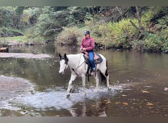 Quarter horse américain, Hongre, 13 Ans, 147 cm, Tobiano-toutes couleurs