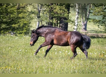 Quarter horse américain, Hongre, 13 Ans, 149 cm, Bai brun
