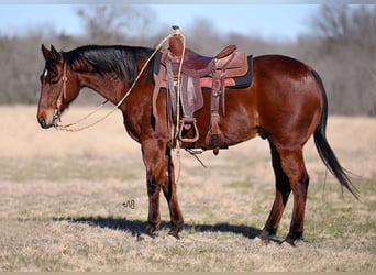 Quarter horse américain, Hongre, 13 Ans, 150 cm, Bai cerise