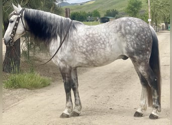 Quarter horse américain, Hongre, 13 Ans, 150 cm, Gris