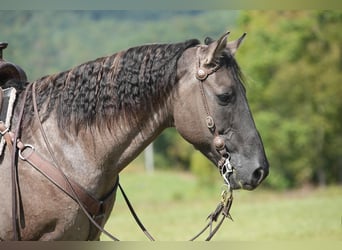 Quarter horse américain, Hongre, 13 Ans, 150 cm, Grullo