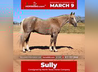 Quarter horse américain, Hongre, 13 Ans, 150 cm, Palomino