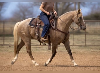 Quarter horse américain, Hongre, 13 Ans, 150 cm, Palomino