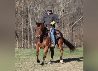Quarter horse américain, Hongre, 13 Ans, 150 cm, Roan-Bay