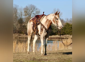 Quarter horse américain, Hongre, 13 Ans, 150 cm, Tobiano-toutes couleurs