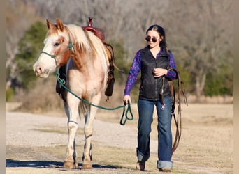 Quarter horse américain, Hongre, 13 Ans, 150 cm, Tobiano-toutes couleurs
