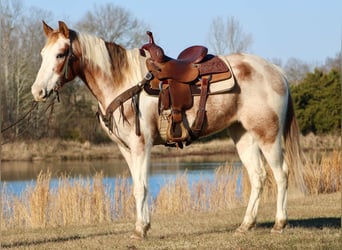 Quarter horse américain, Hongre, 13 Ans, 150 cm, Tobiano-toutes couleurs