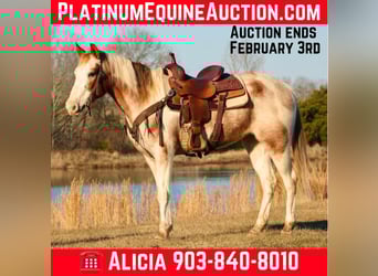 Quarter horse américain, Hongre, 13 Ans, 150 cm, Tobiano-toutes couleurs