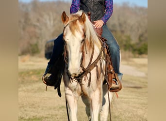 Quarter horse américain, Hongre, 13 Ans, 150 cm, Tobiano-toutes couleurs