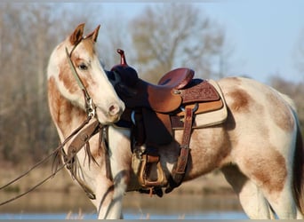 Quarter horse américain, Hongre, 13 Ans, 150 cm, Tobiano-toutes couleurs