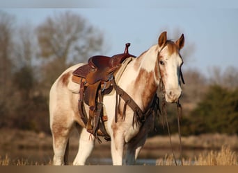 Quarter horse américain, Hongre, 13 Ans, 150 cm, Tobiano-toutes couleurs
