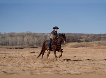 Quarter horse américain, Hongre, 13 Ans, 152 cm, Bai cerise