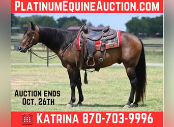 Quarter horse américain, Hongre, 13 Ans, 152 cm, Bai cerise