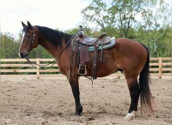 Quarter horse américain, Hongre, 13 Ans, 152 cm, Bai cerise