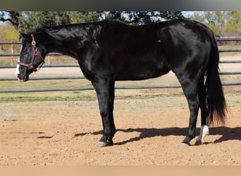 Quarter horse américain, Hongre, 13 Ans, 152 cm, Bai
