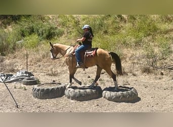 Quarter horse américain, Hongre, 13 Ans, 152 cm, Buckskin