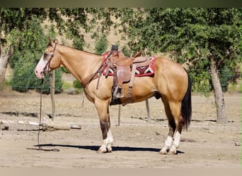 Quarter horse américain, Hongre, 13 Ans, 152 cm, Buckskin