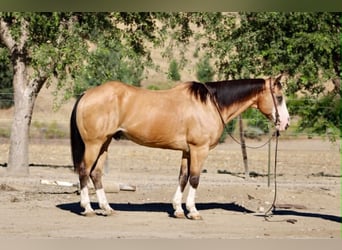 Quarter horse américain, Hongre, 13 Ans, 152 cm, Buckskin