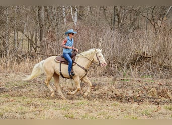 Quarter horse américain, Hongre, 13 Ans, 152 cm, Cremello