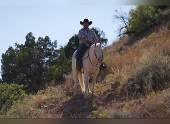 Quarter horse américain, Hongre, 13 Ans, 152 cm, Cremello