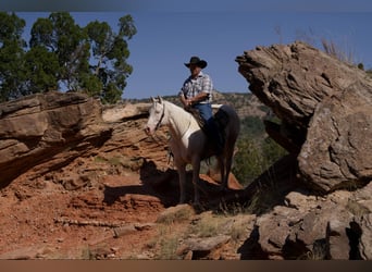 Quarter horse américain, Hongre, 13 Ans, 152 cm, Cremello