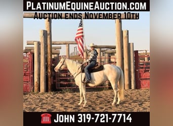 Quarter horse américain, Hongre, 13 Ans, 152 cm, Cremello