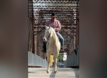Quarter horse américain, Hongre, 13 Ans, 152 cm, Cremello