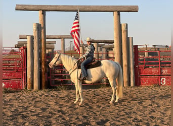 Quarter horse américain, Hongre, 13 Ans, 152 cm, Cremello