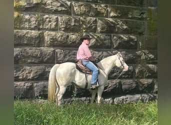 Quarter horse américain, Hongre, 13 Ans, 152 cm, Cremello
