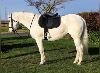 Quarter horse américain, Hongre, 13 Ans, 152 cm, Gris