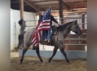 Quarter horse américain, Hongre, 13 Ans, 152 cm, Grullo