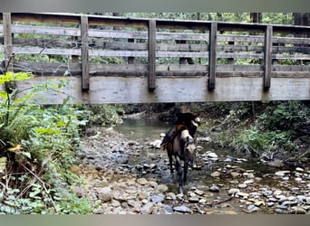 Quarter horse américain, Hongre, 13 Ans, 152 cm, Grullo