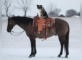 Quarter horse américain, Hongre, 13 Ans, 152 cm, Grullo