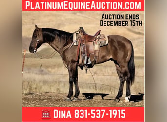 Quarter horse américain, Hongre, 13 Ans, 152 cm, Grullo