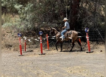 Quarter horse américain, Hongre, 13 Ans, 152 cm, Grullo