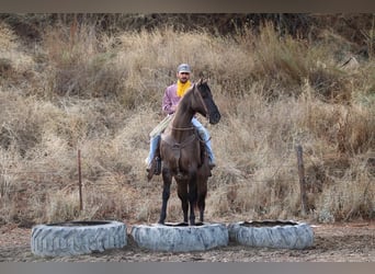 Quarter horse américain, Hongre, 13 Ans, 152 cm, Grullo