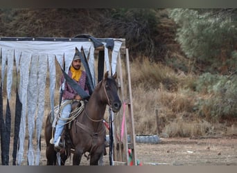 Quarter horse américain, Hongre, 13 Ans, 152 cm, Grullo