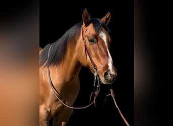 Quarter horse américain, Hongre, 13 Ans, 152 cm, Isabelle