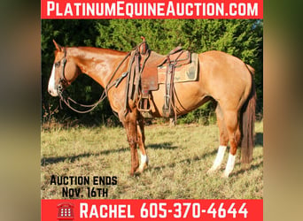 Quarter horse américain, Hongre, 13 Ans, 152 cm, Isabelle