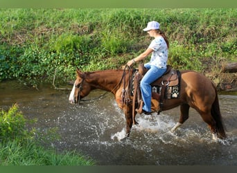 Quarter horse américain, Hongre, 13 Ans, 152 cm, Isabelle