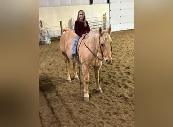 Quarter horse américain, Hongre, 13 Ans, 152 cm, Palomino