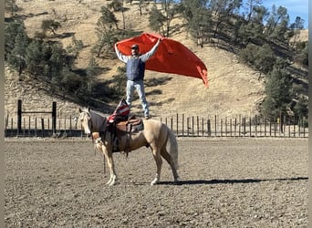 Quarter horse américain, Hongre, 13 Ans, 152 cm, Palomino