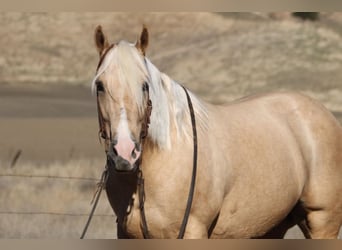 Quarter horse américain, Hongre, 13 Ans, 152 cm, Palomino