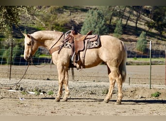 Quarter horse américain, Hongre, 13 Ans, 152 cm, Palomino