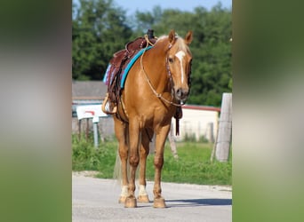 Quarter horse américain, Hongre, 13 Ans, 152 cm, Palomino