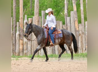 Quarter horse américain, Hongre, 13 Ans, 152 cm, Roan-Bay